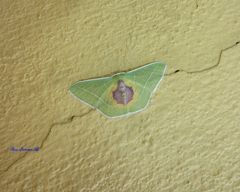 Nemoria astraea