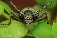 Tapinolachnus lacordairei