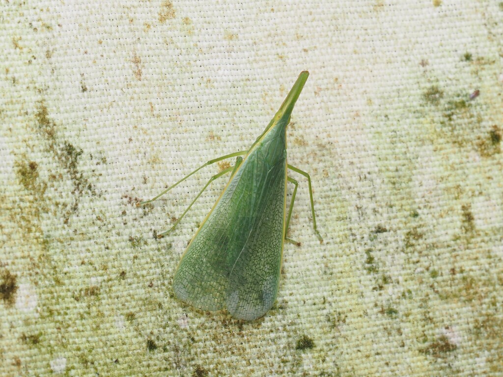 Dendrophora borneensis