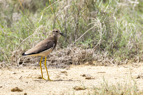 Avefría coliblanca (Vanellus leucurus)