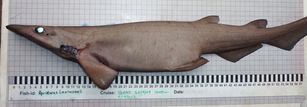 Iceland Catshark