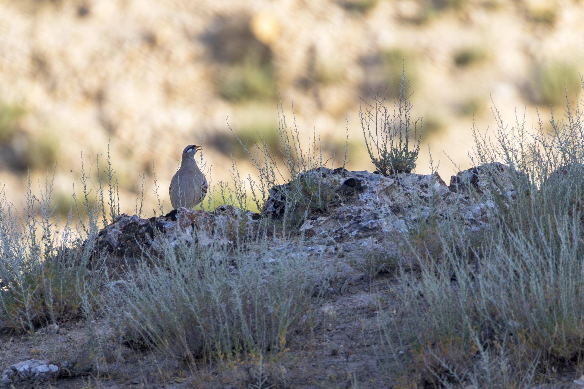 See-see Partridge (Ammoperdix griseogularis), photo 1
