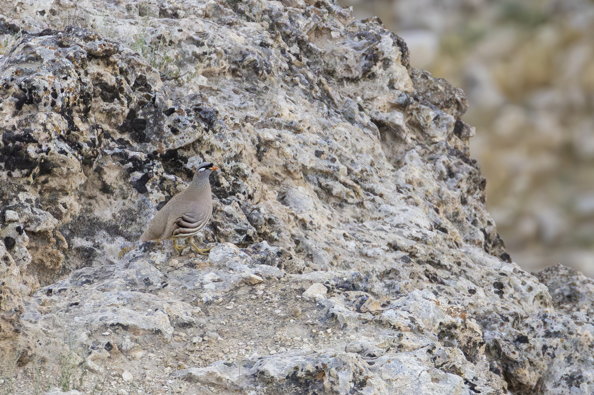 See-see Partridge (Ammoperdix griseogularis), photo 2