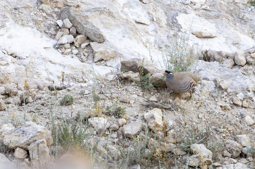 See-see Partridge (Ammoperdix griseogularis), photo 8
