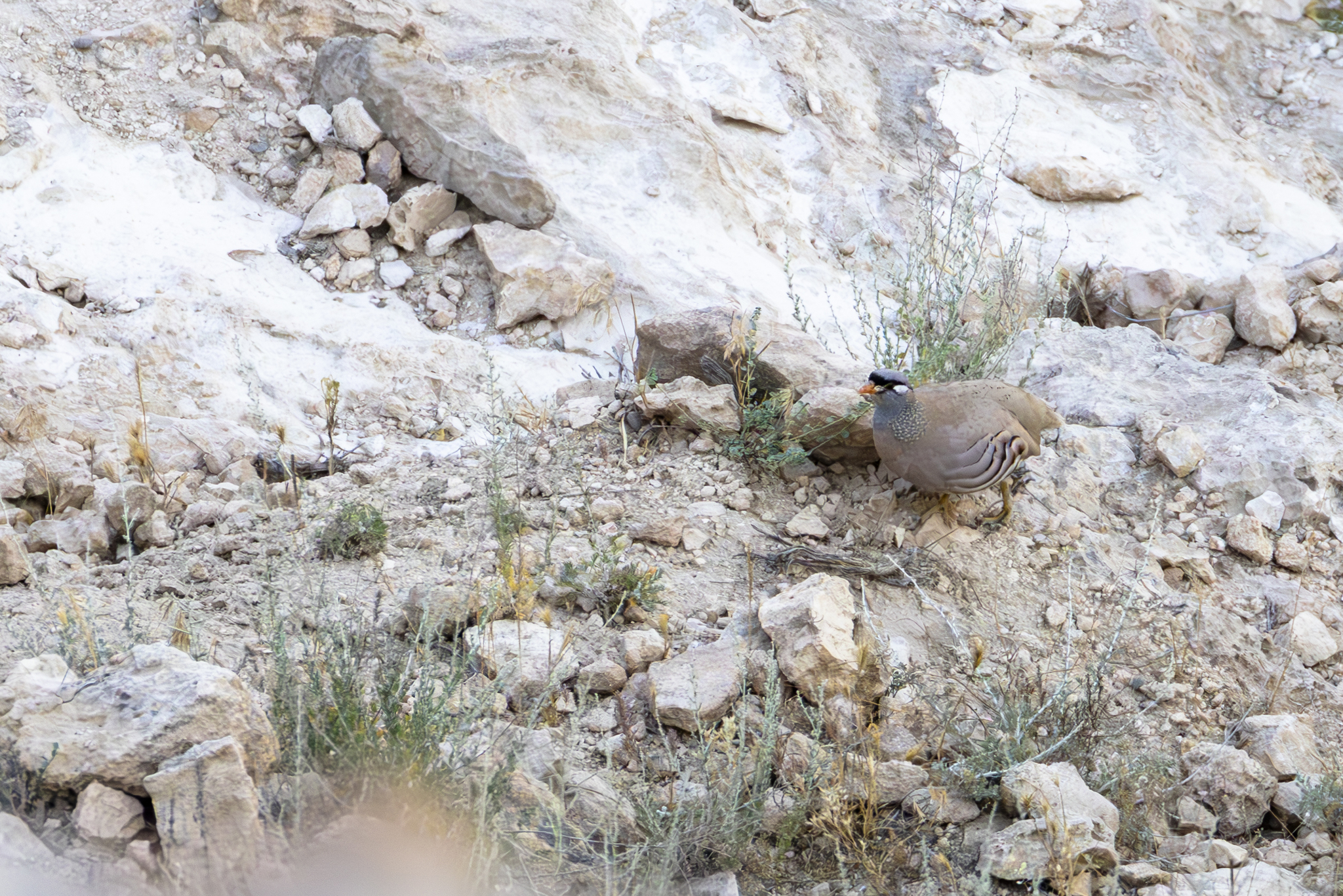 See-see Partridge (Ammoperdix griseogularis), photo 4