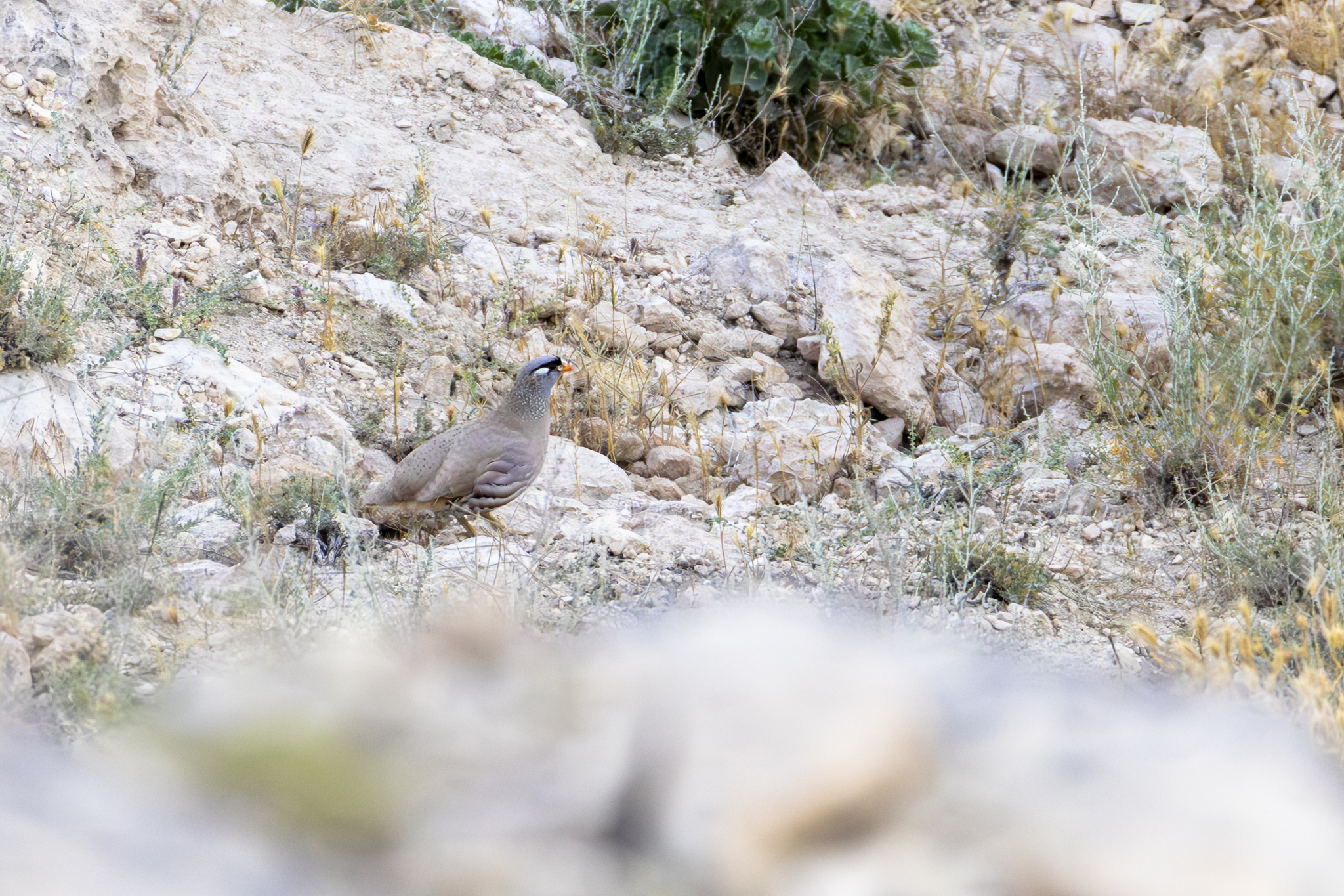 See-see Partridge (Ammoperdix griseogularis), photo 6