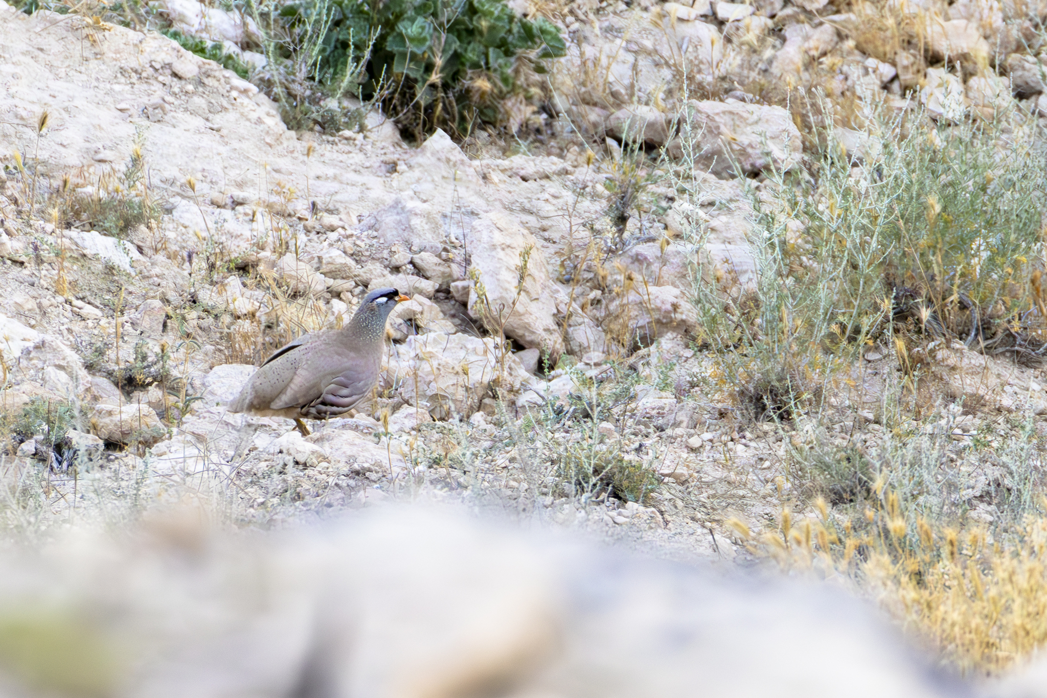 See-see Partridge (Ammoperdix griseogularis), photo 5