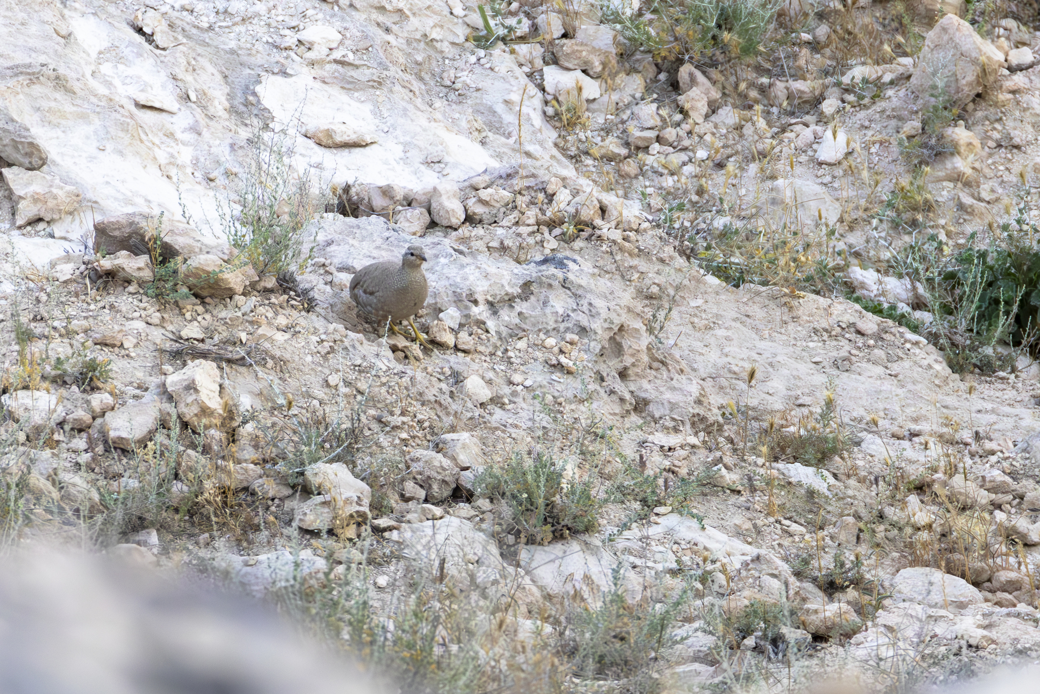 See-see Partridge (Ammoperdix griseogularis), photo 3