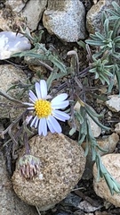 Aster hispidus