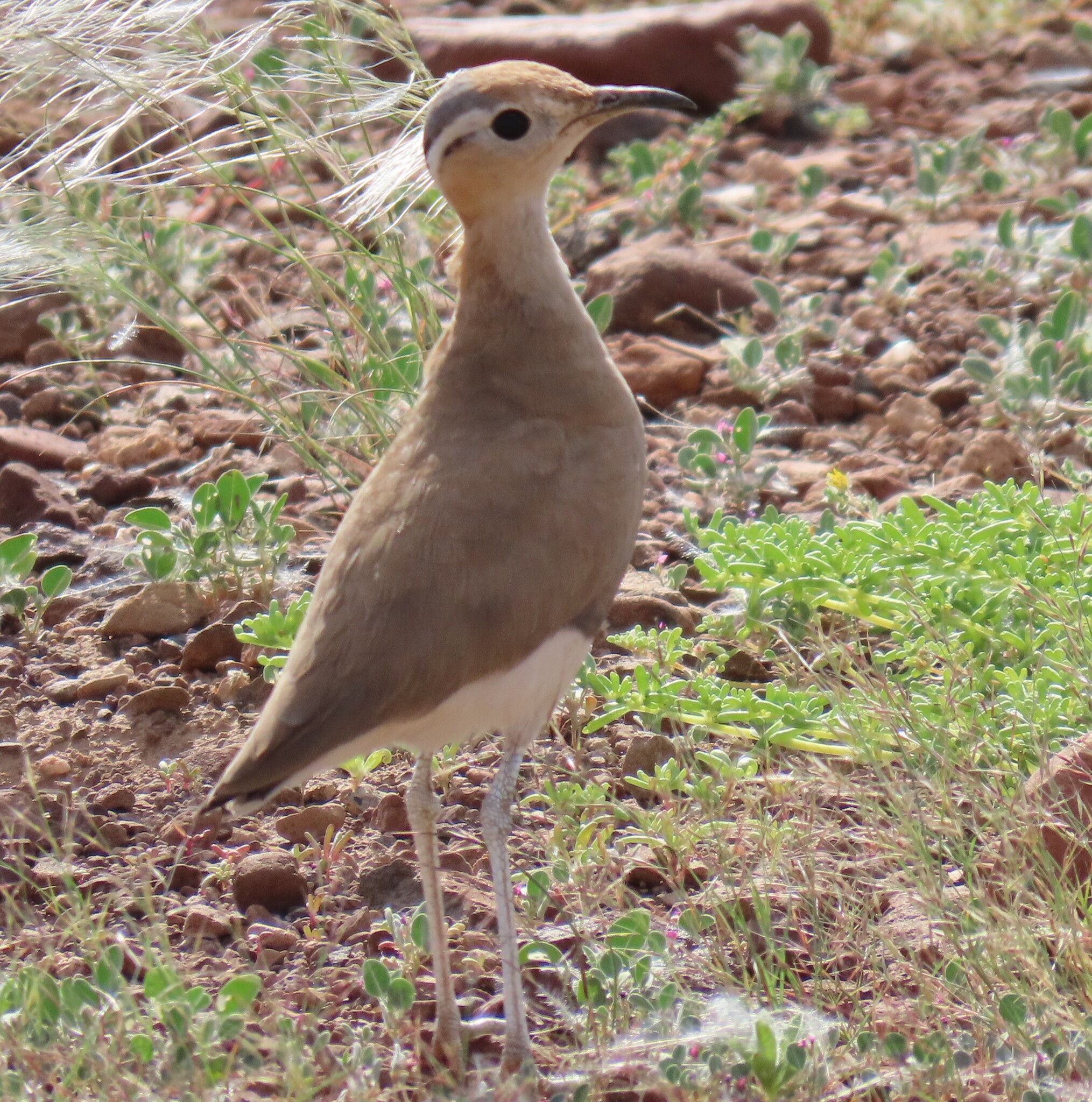 Burchell's Courser (Cursorius rufus), photo 1