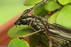 Tapinolachnus lacordairei