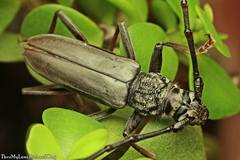 Tapinolachnus lacordairei