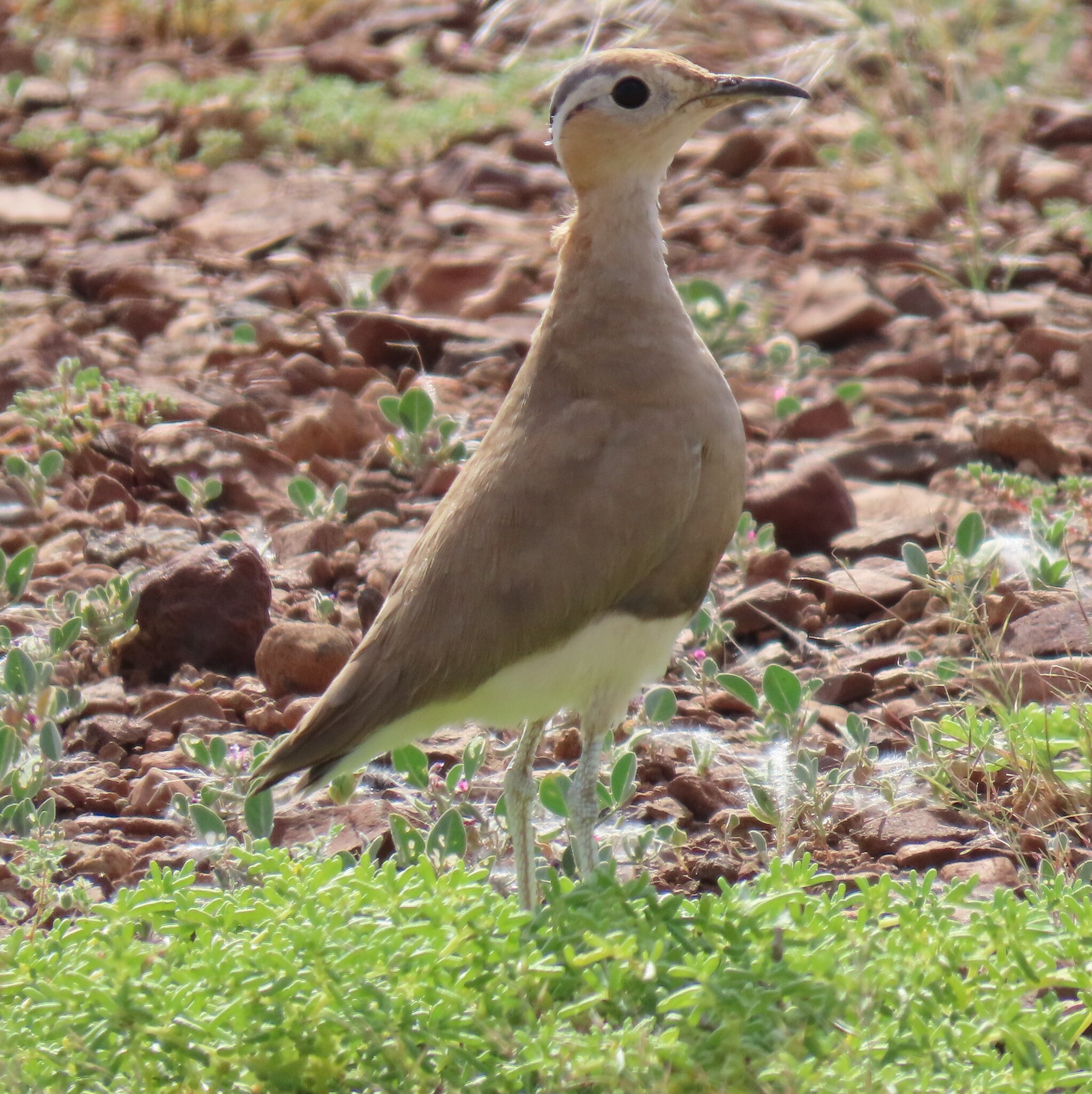 Burchell's Courser (Cursorius rufus), photo 2