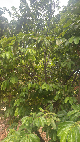 Annona muricata observed 2025-06-11