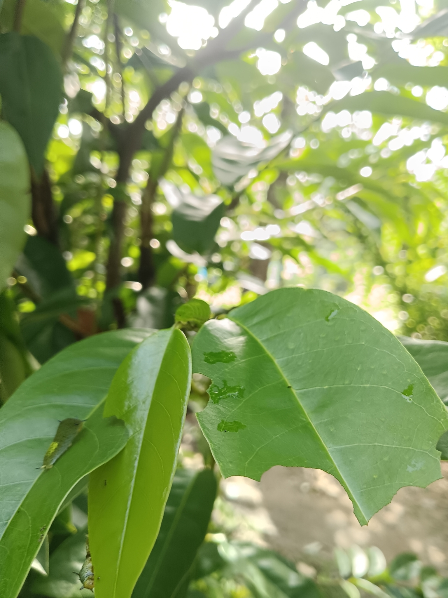 Tailed Jay