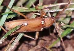 Eburia