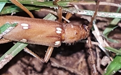 Eburia