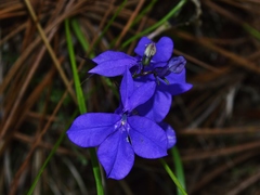 Lobelia sublibera