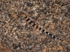 Hemidactylus triedrus
