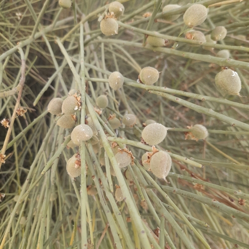 Prunus scoparia, photograph 1