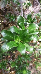 Coprosma ochracea