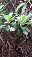 Myrsine lessertiana