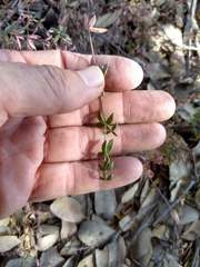 Galium porrigens porrigens