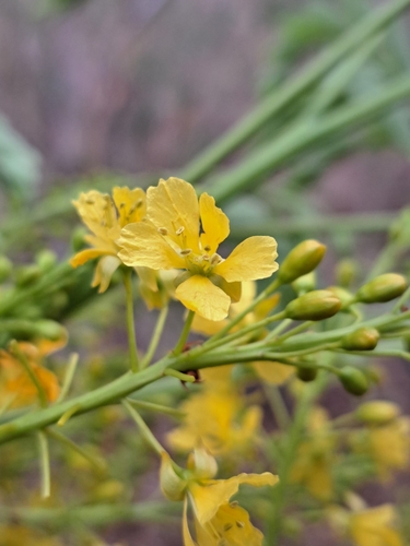 Conzattia multiflora, photograph 1
