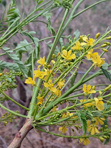 Conzattia multiflora, photograph 2