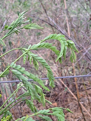 Conzattia multiflora, photograph 3