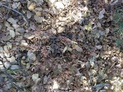 Galium porrigens porrigens