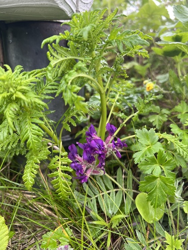Oxytropis megalantha iNat (2)