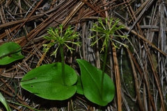 Malaxis brachyrrhynchos