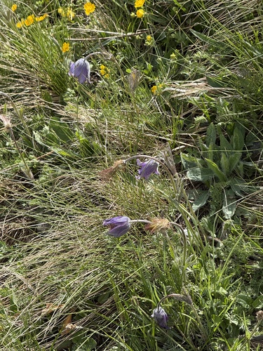 Pulsatilla violacea, photograph 6