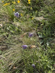 Pulsatilla violacea, photograph (c) stolbovsky, some rights reserved (CC BY)