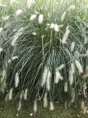 Poaceae