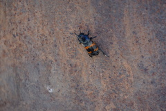 Nicrophorus marginatus
