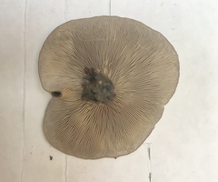 Melanoleuca humilis