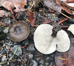 Melanoleuca humilis