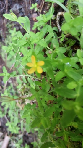 Sierra madre St. johnswort (Hypericum parvulum)
