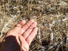 Festuca microstachys