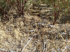 Festuca microstachys