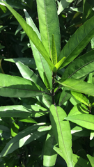 Magnoliopsida