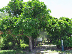 Barringtonia calyptrata