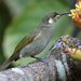 Cryptic Honeyeater - Photo (c) Graham Winterflood, some rights reserved (CC BY-SA), uploaded by Graham Winterflood