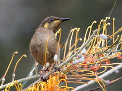 Meliphaga notata