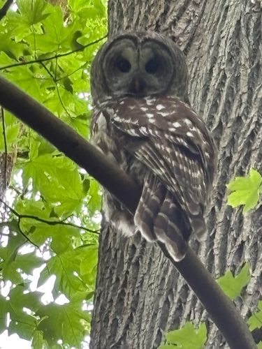 View observation of {o.common_name} on iNaturalist