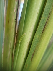 Epiphryne verriculata