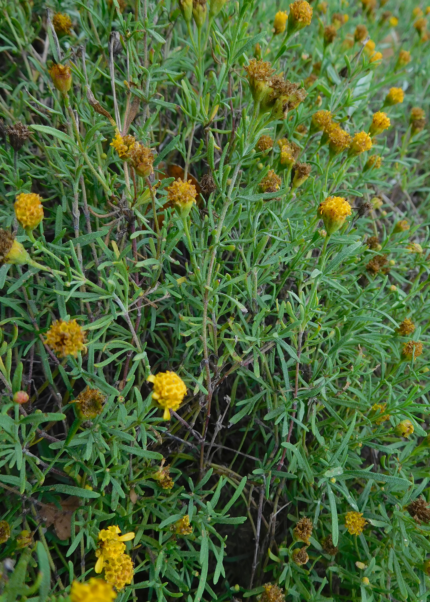Picradeniopsis woodhousei