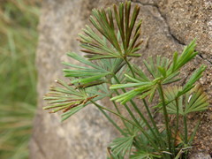 Actiniopteris radiata